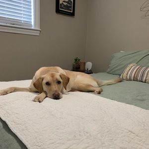 Meet your Posher, Allison